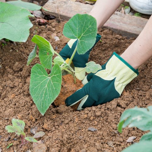 Велурени градински ръкавици Navaris, размер L, спандекс, 49174.03